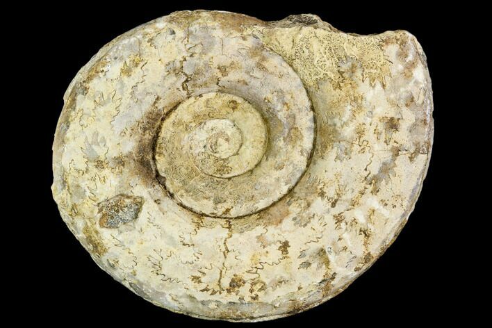 Fossil Ammonite (Hildoceras)- England #110810